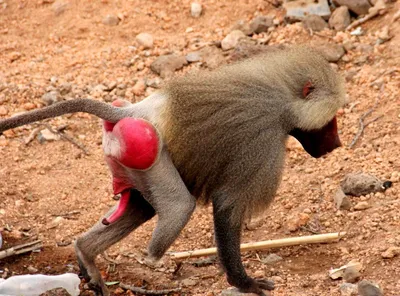 Арт обезьяны гамадрил: фото в 4K разрешении