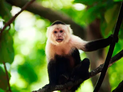 Удивительные моменты с обезьяной капуцин: Бесплатные картинки