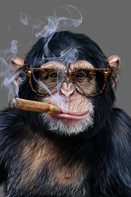 HD фото с обезьяной, курящей сигарету: Свободный выбор размеров