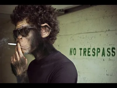 Эксклюзивное фото: Мастер-курильщик среди обезьян.
