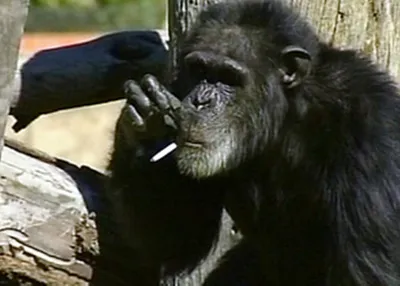 Обои с обезьяной, курящей сигарету: 4K качество в свободном доступе