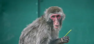 Фото обезьяны макаки: Бесплатно в форматах JPG, PNG, WebP.