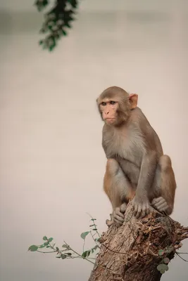 В мире обезьян: захватывающее фото макаки в естественной среде.