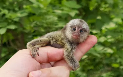 Фотографии обезьяны мармозетки: бесплатно и в высоком качестве