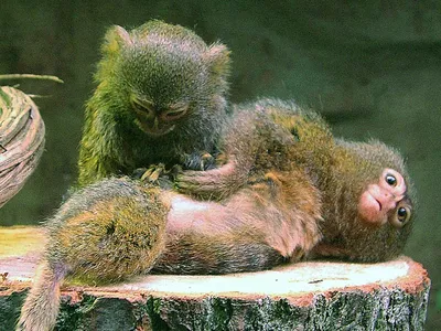 Крошечная обезьяна мармозетка: великое в малом на фото