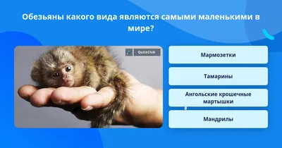 Качественные обои с мармозеткой на телефон