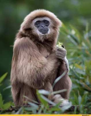 Фотографии обезьян для скачивания: Бесплатно и без регистрации!