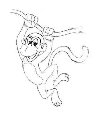 Фотогалерея обезьян: Скачивай картинки в PNG и JPG форматах.