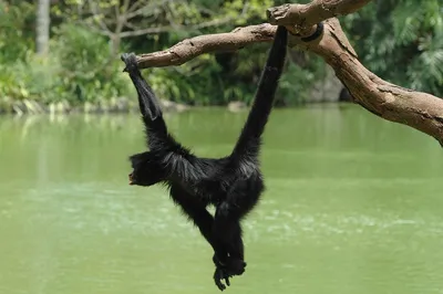 Оружие природы: фотография обезьяны с неожиданным аксессуаром.