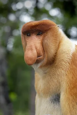 Новые изображения обезьян с большим носом – скачивайте бесплатно!