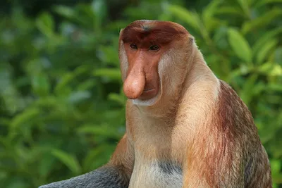 Подробности лица: Фокус на выразительных чертах обезьяны с уникальным носом
