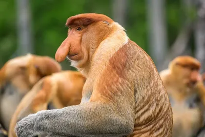 В поисках своего места: Путешествие обезьяны с большим носом по дикой природе