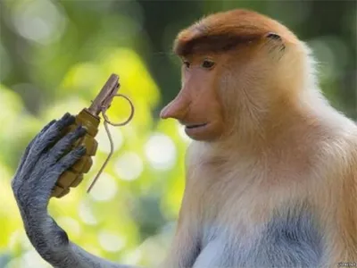 Арт-фото: обезьяна с гранатой 2024