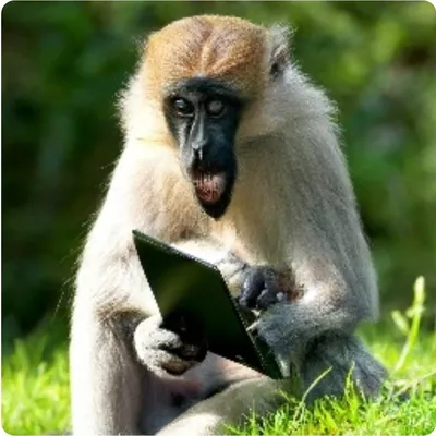 Фото обезьяны в стиле gif