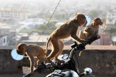 Уникальный рисунок обезьяны с гранатой в 4K разрешении