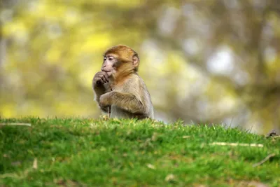 Обои на андроид: Фотография забавной обезьяны с гранатой