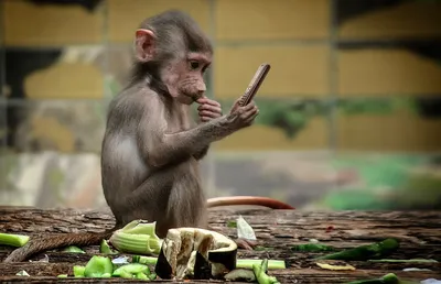 Фоны с обезьяной и телефоном: Скачать бесплатно в Full HD