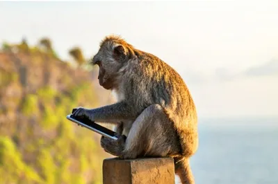 Картинка обезьяны с телефоном: Скачать в форматах JPG, PNG, WebP
