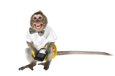 Скачать бесплатно фото обезьяны с телефоном: 4K изображение