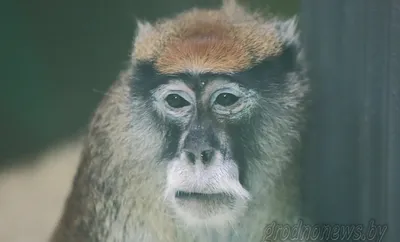 Фото обезьяны с телефоном: Полезная информация о виде