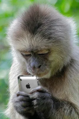 Картинка обезьяны с телефоном: 4K изображение для скачивания