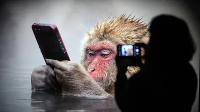 Как обезьяны осваивают цифровой мир: захватывающий момент на фото