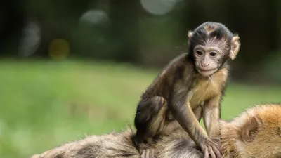 Телефоны в лапах: обезьяны в мире высоких технологий