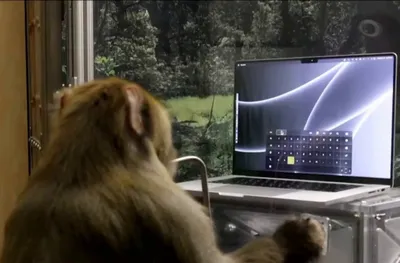 Эксперименты с технологией: обезьяны в цифровом веке