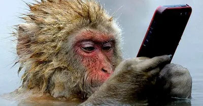 Обои с обезьяной и телефоном: Бесплатно в форматах JPG, PNG, WebP