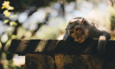 Фотографии с дикой природы: обезьяны в фокусе