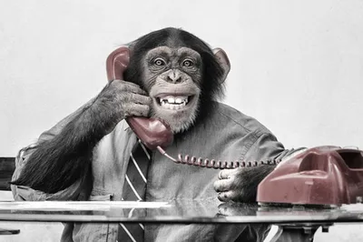 Фотография обезьяны с телефоном: Эксклюзивные обои на телефон