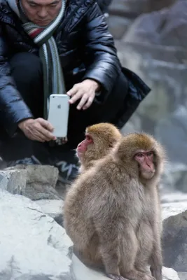 Скачать фото обезьяны с телефоном: HD изображение бесплатно
