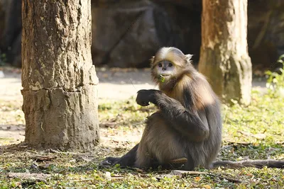 WebP Фотк обезьяны с телефоном: Скачать на любое устройство