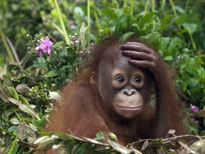 Фотографии обезьяны в 4K: Великолепие природы на вашем экране