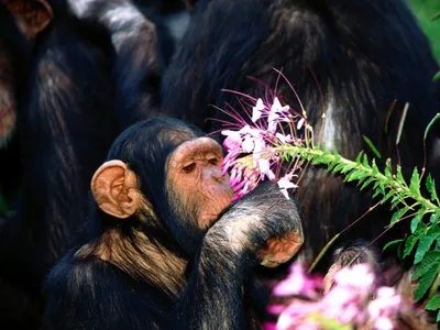 Фото обезьяны с цветами: Скачивайте в различных форматах бесплатно