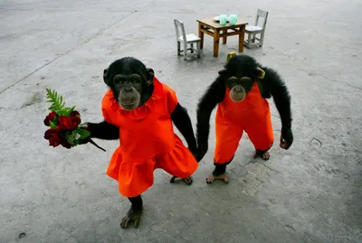 Романтика в природе: обезьяна с цветами в роскошном окружении.
