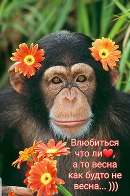 Фотографии обезьяны с цветами: Выберите размер изображения для скачивания