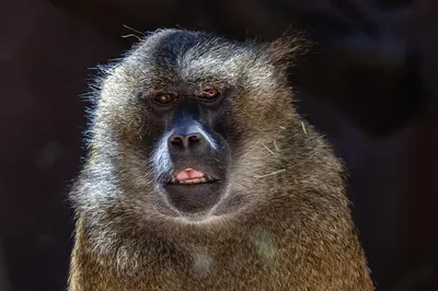 Улыбающаяся обезьяна: Фотографии в формате WebP