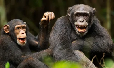 Веселая мимика обезьян: фотогеничные моменты