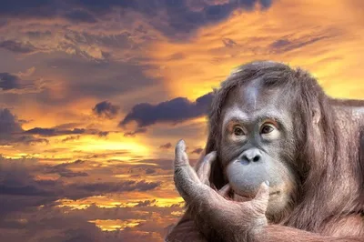 Очаровательная улыбающаяся обезьяна: в объективе камеры