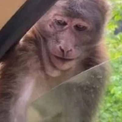 Смех обезьяны: заразительная улыбка на снимке