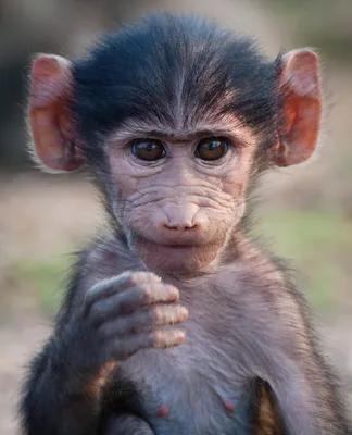 Харизматичная улыбка: обезьяна, становящаяся звездой фотосессии