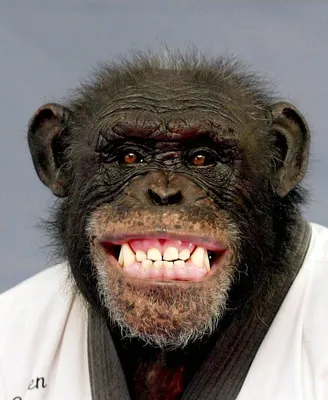 Волшебная улыбка обезьяны: история на фотографиях