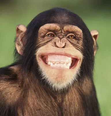 Смех и радость: обезьяна, пойманная в улыбке