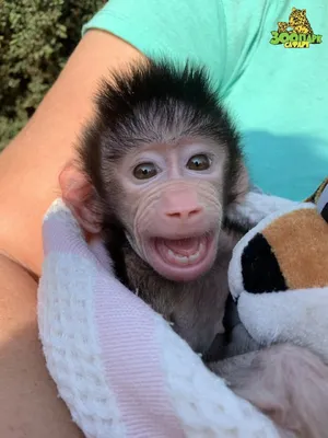 Энергия улыбки: обезьяна, заставляющая улыбаться каждого