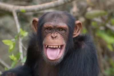 Обаятельная обезьяна: Фото в HD качестве