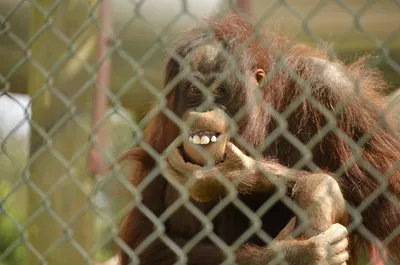 Забавные обезьянки 2024: Лучшие фотографии