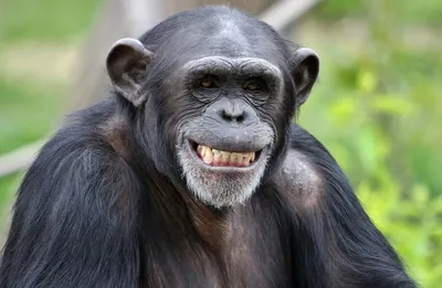 Улыбающаяся обезьяна: Свежие фото в формате PNG