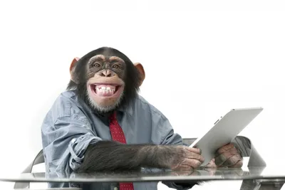 Фото обезьяны за компьютером в HD качестве