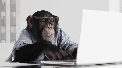 Скачать бесплатно: обезьяна за компьютером в хорошем качестве